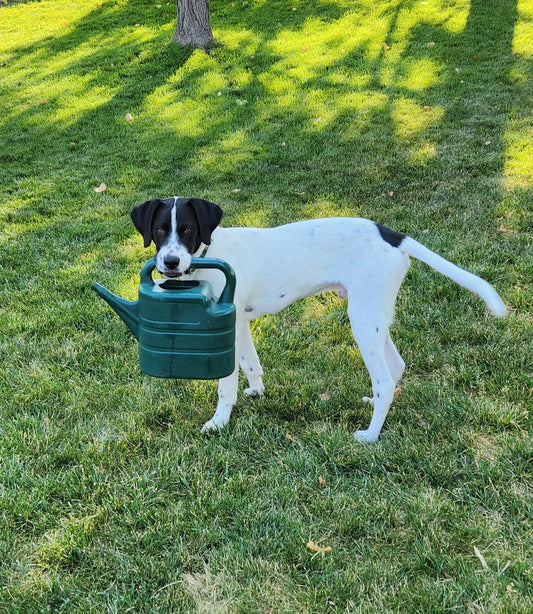 Dog Health and Carbon 60 for Pets