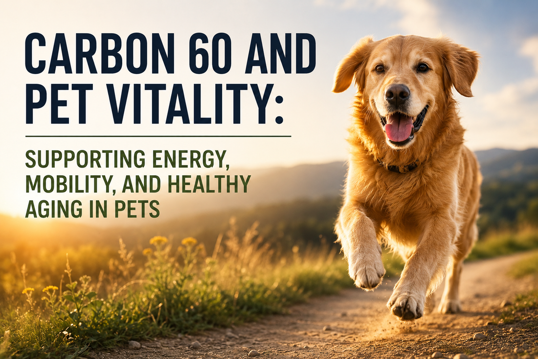 Carbon 60 and Pet Vitality: Supporting Energy, Mobility, and Healthy Aging in Pets
